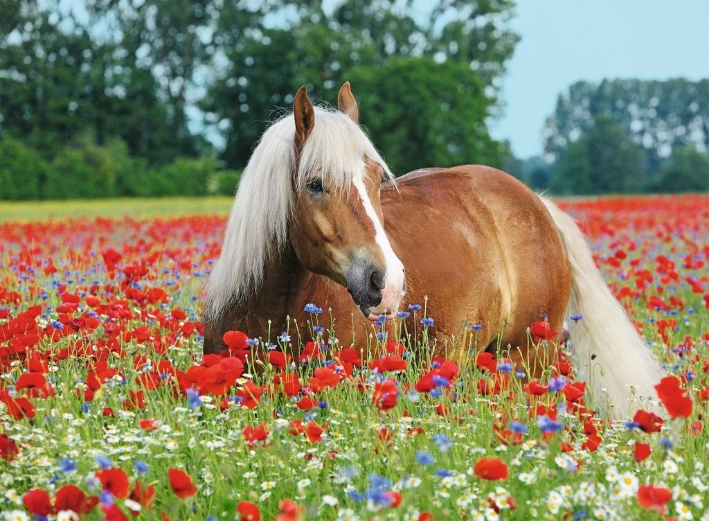 Puzzle Horse in the poppy field