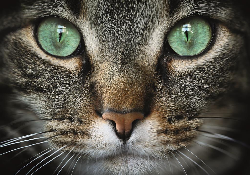 Puzzle Green-eyed cat