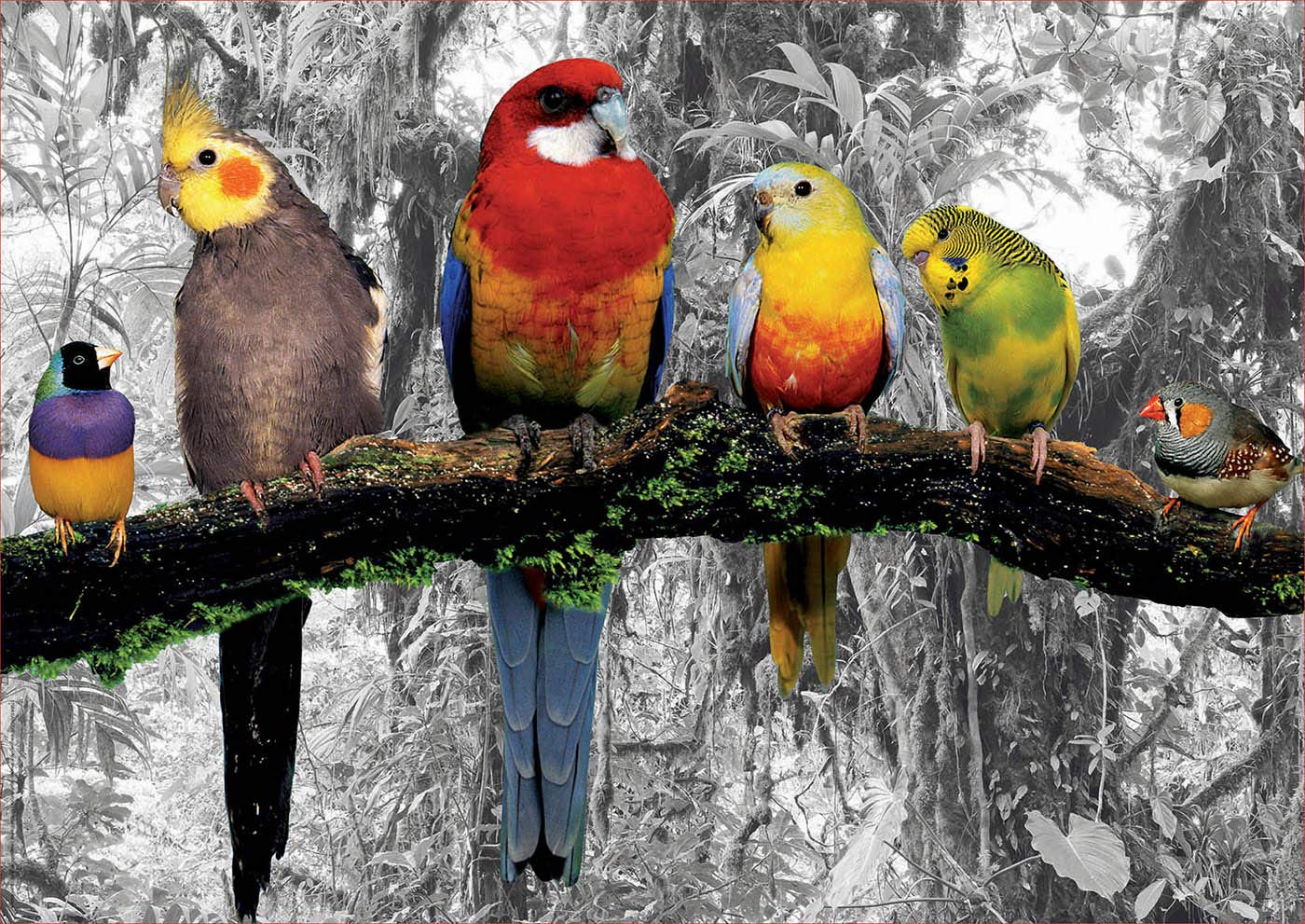 Puzzle Birds on the jungle