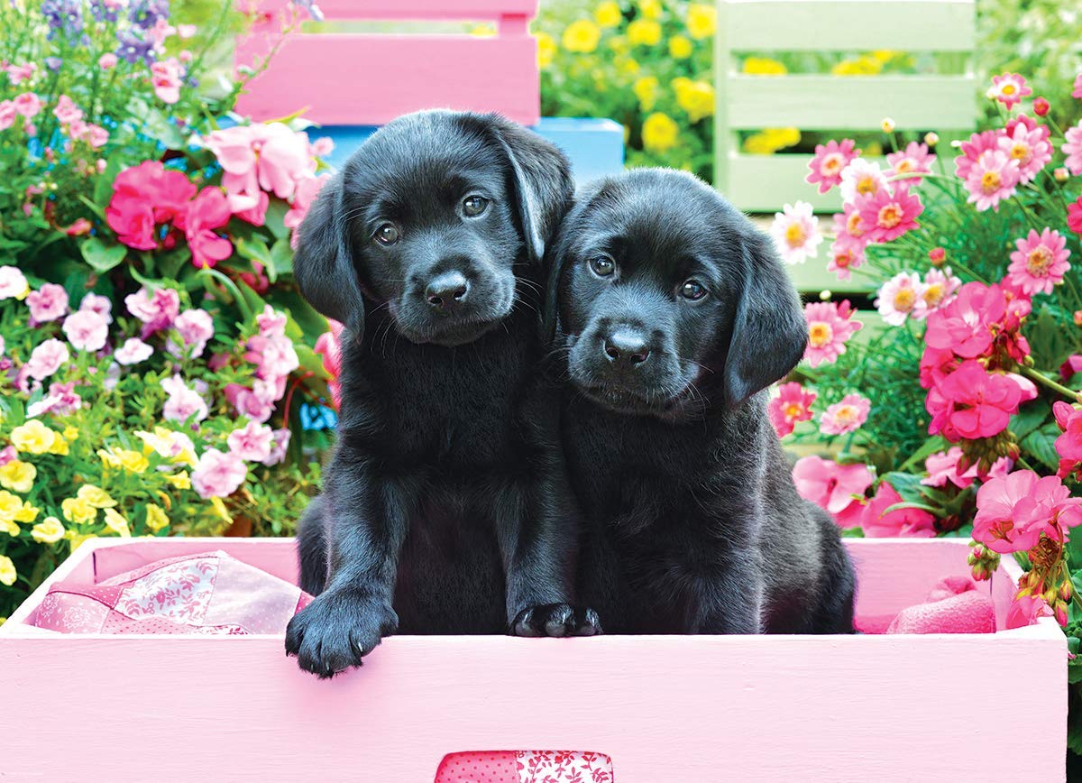 Puzzle Black Labs in Pink Box XL