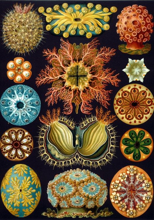 Puzzle Ernst Haeckel: Les Ascidies, 1904