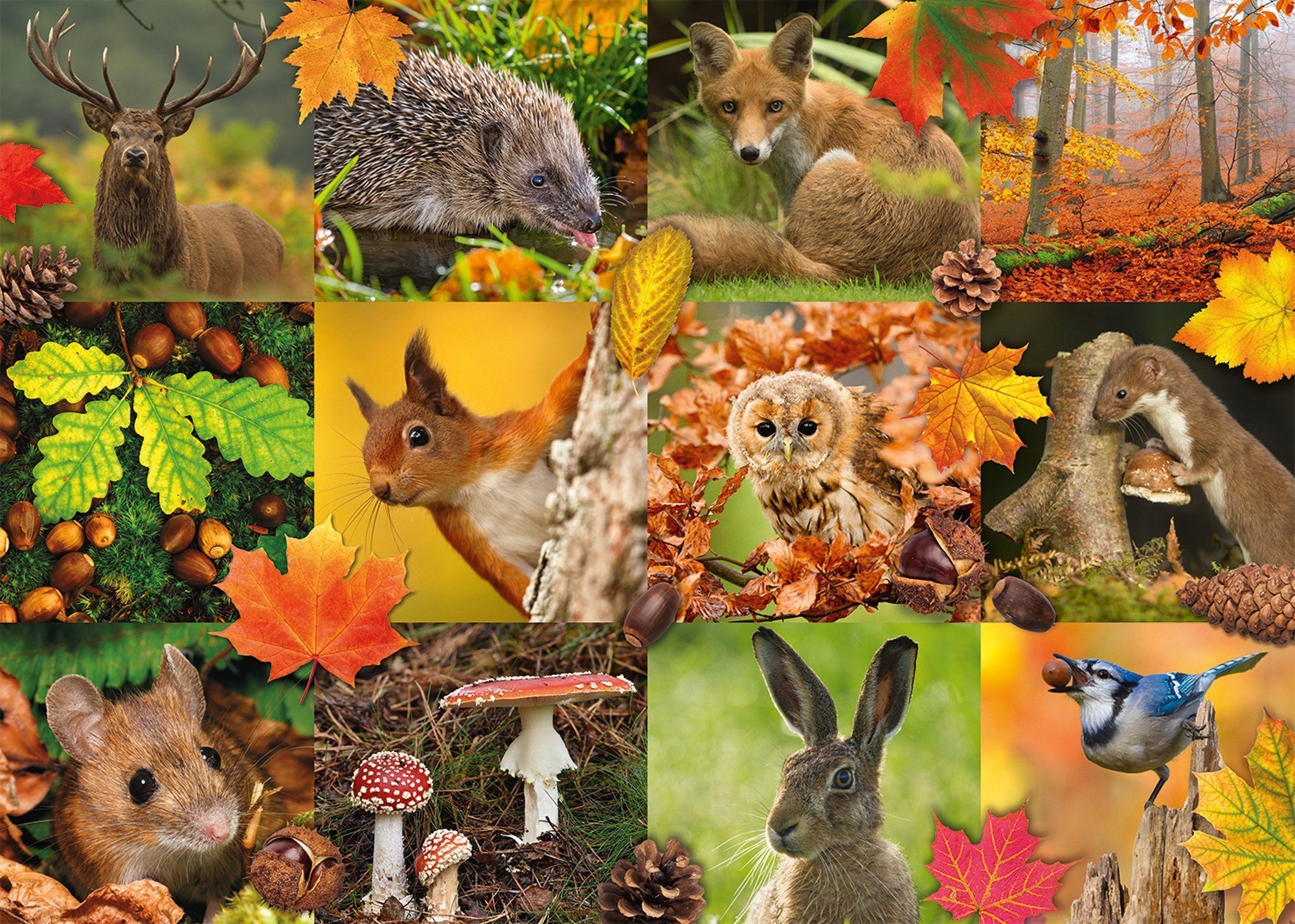 Puzzle Autumn Animals