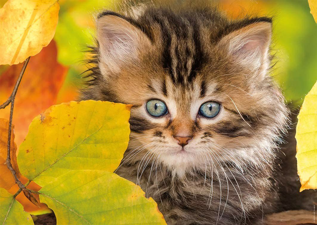 Puzzle Cat in leaves
