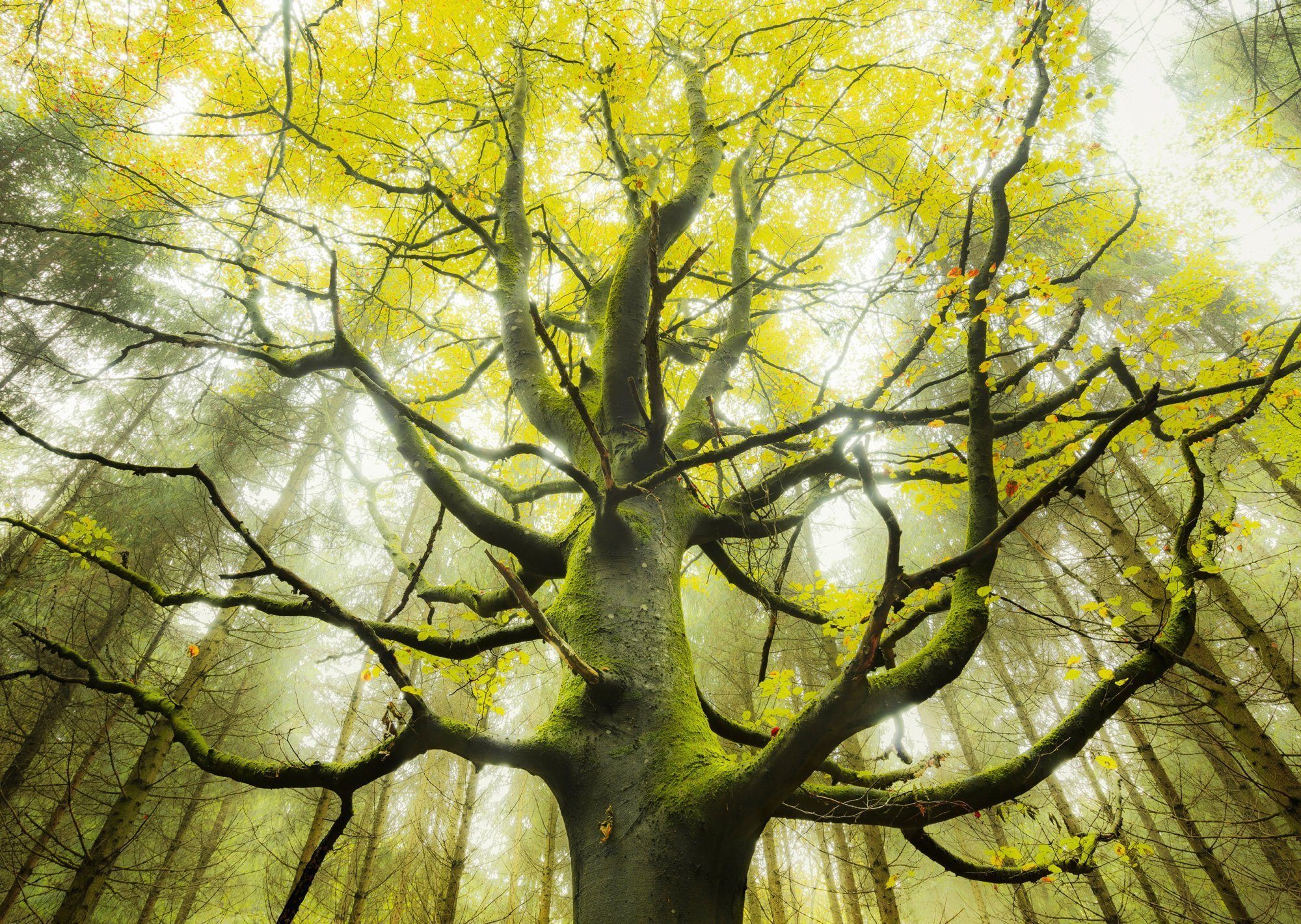 Puzzle Stefan Hefele: Arborele visului