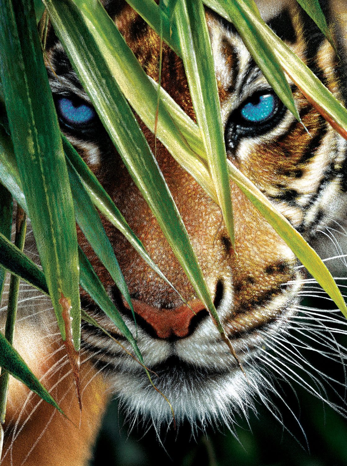 Puzzle Kék tigris szemek