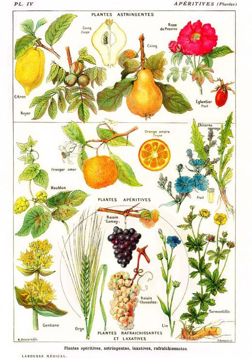 Puzzle Illustration of Larousse Medical Illustration: Plants
