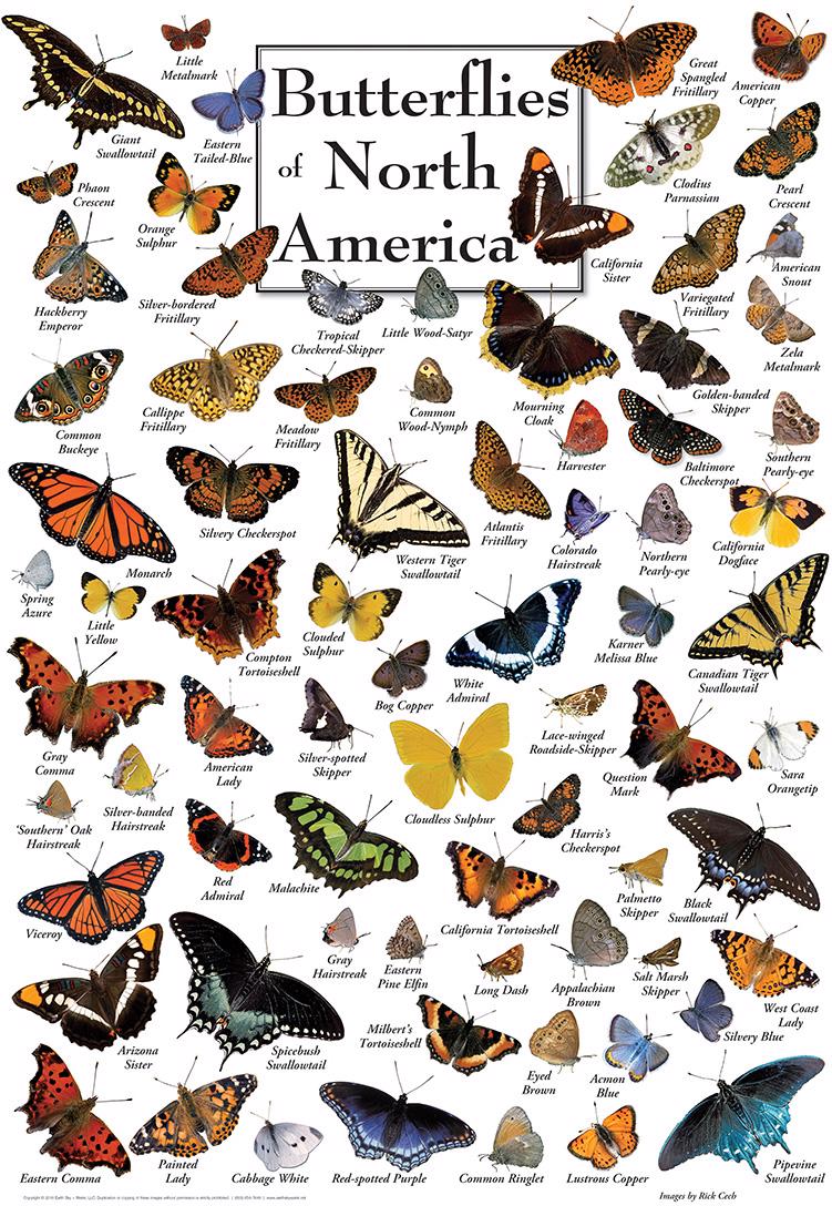 Puzzle Butterflies of North America