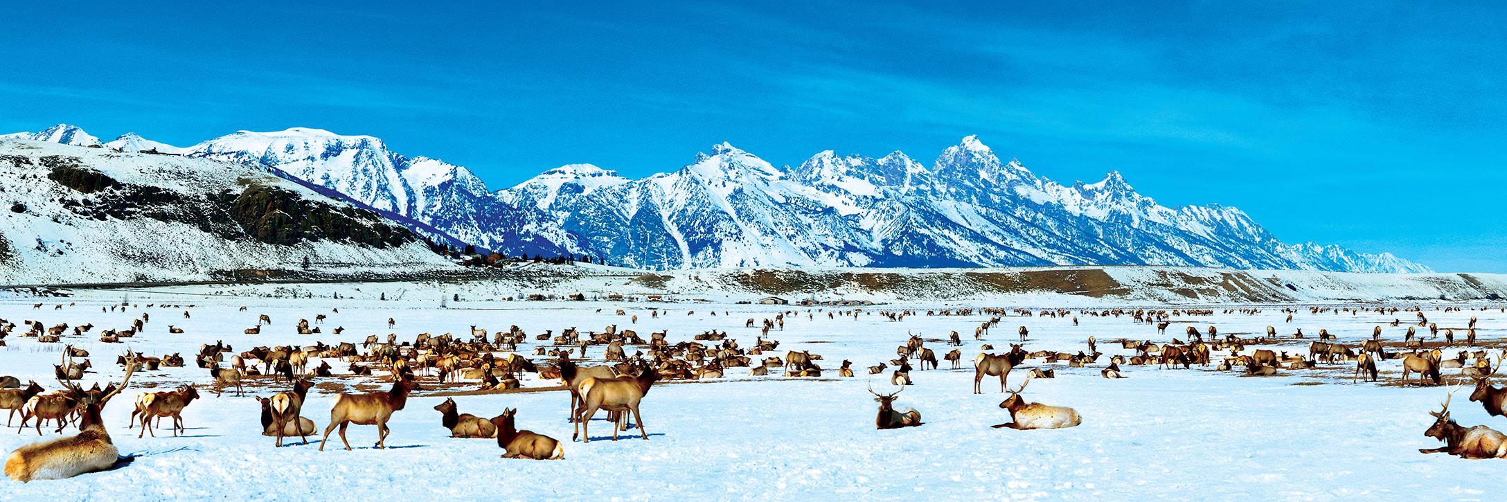 Puzzle Elk Refuge Wyoming