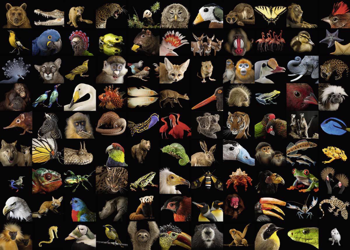 Puzzle 99 impresionantes animales