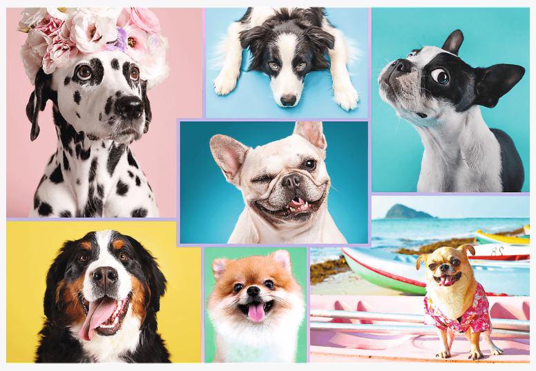 Puzzle Cute dogs 1500