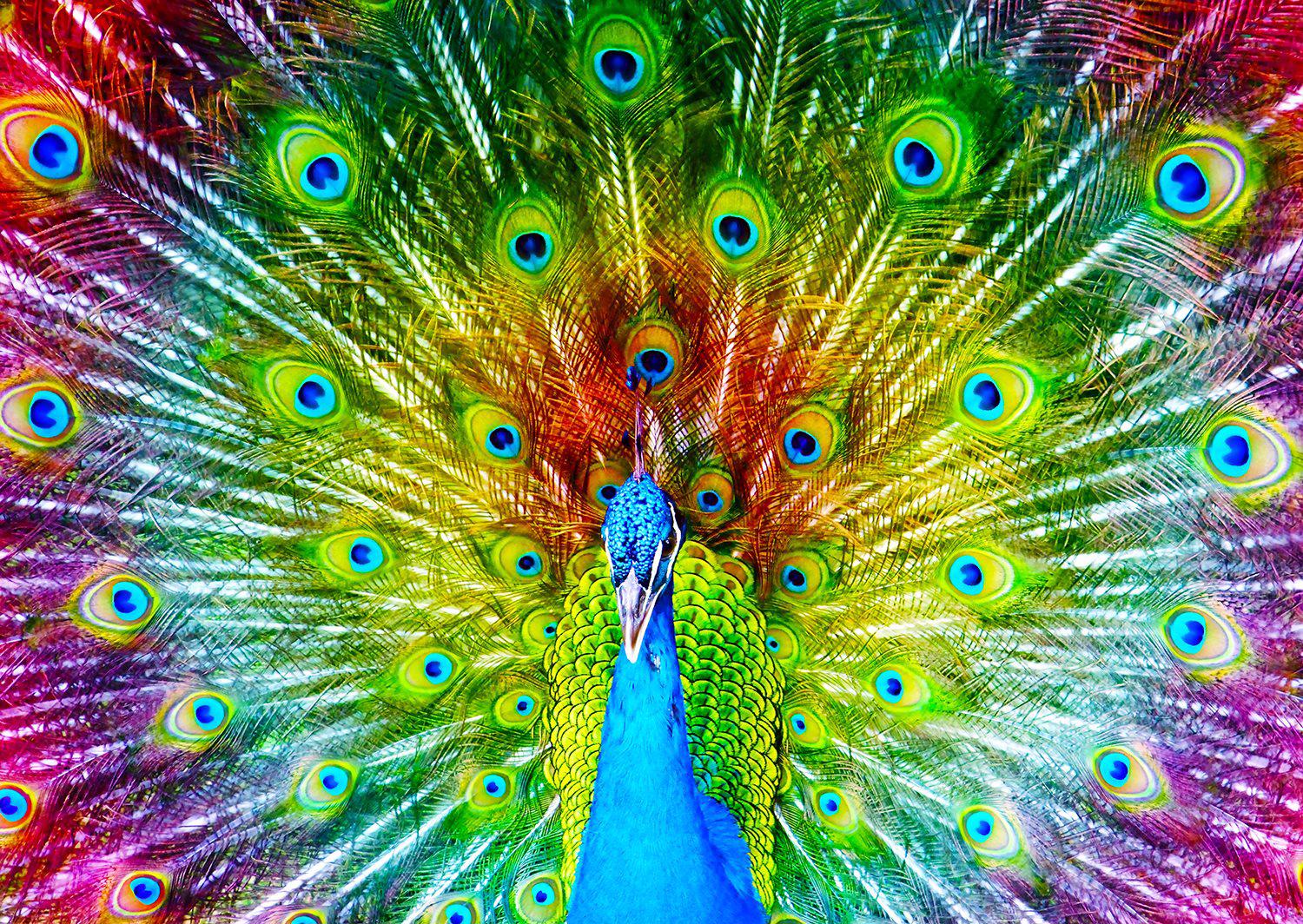 Colorful Peacock 1000