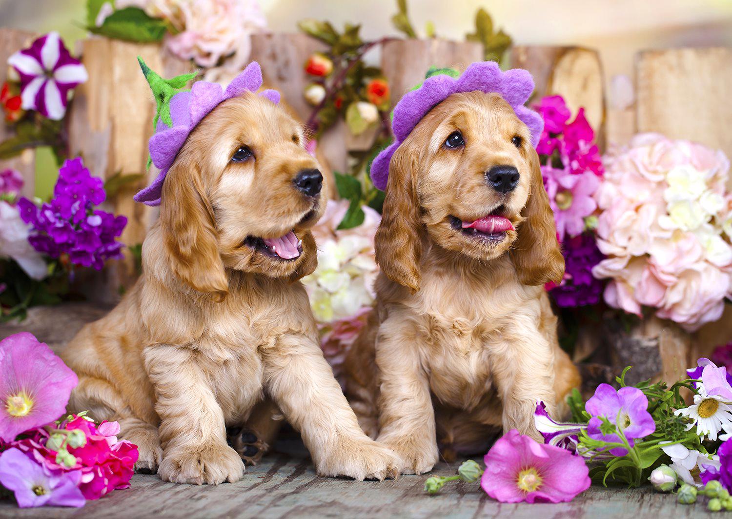 Puzzle Cachorros Spaniel con sombreros de flores