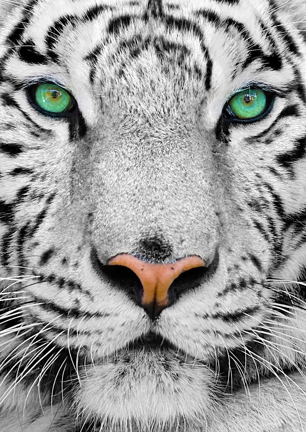 Puzzle Белый сибирский тигр