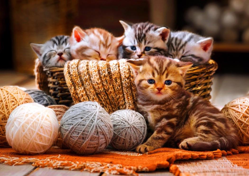 Puzzle Kittens in Basket