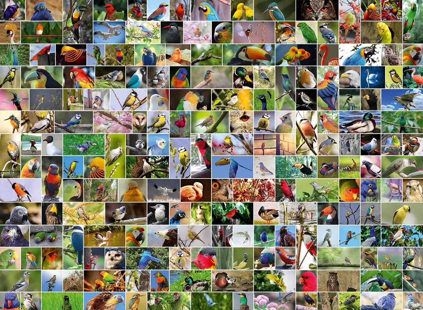 Puzzle Collage - Les plus beaux oiseaux du monde 4000