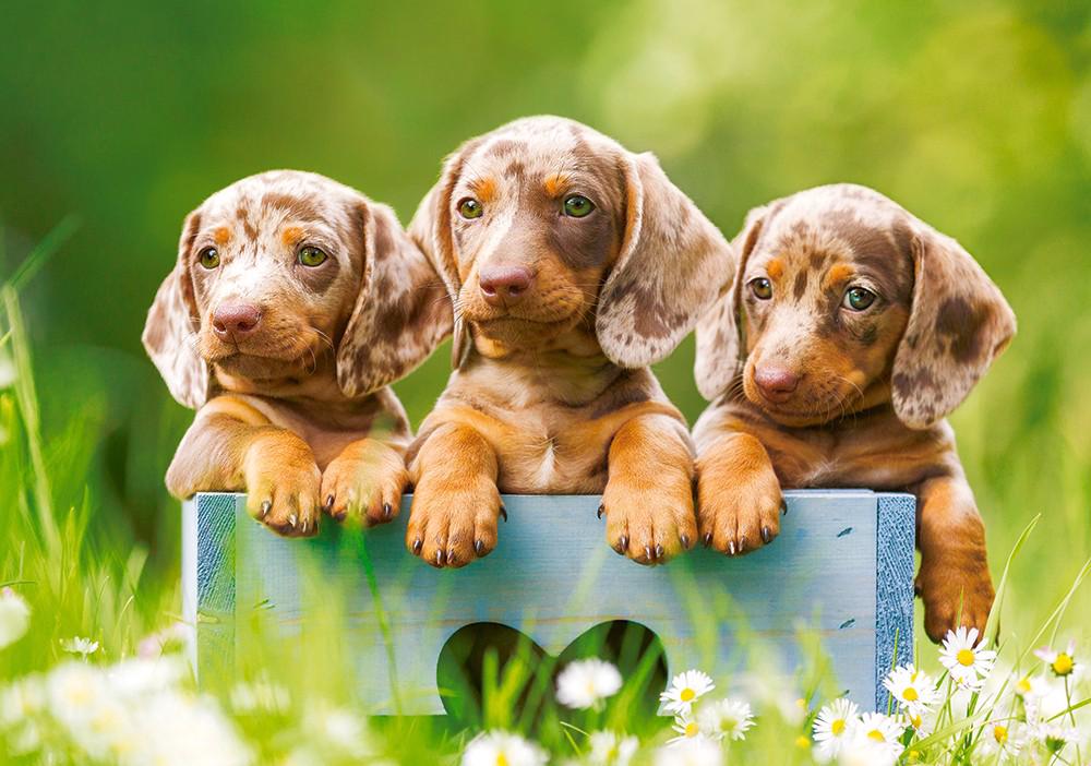 Puzzle Cute dachshunds 500