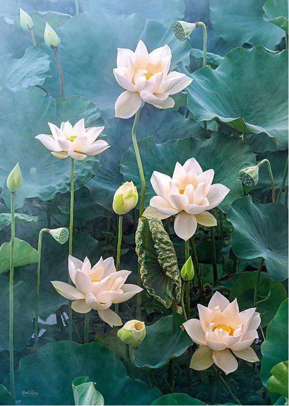 Puzzle witte Lotus