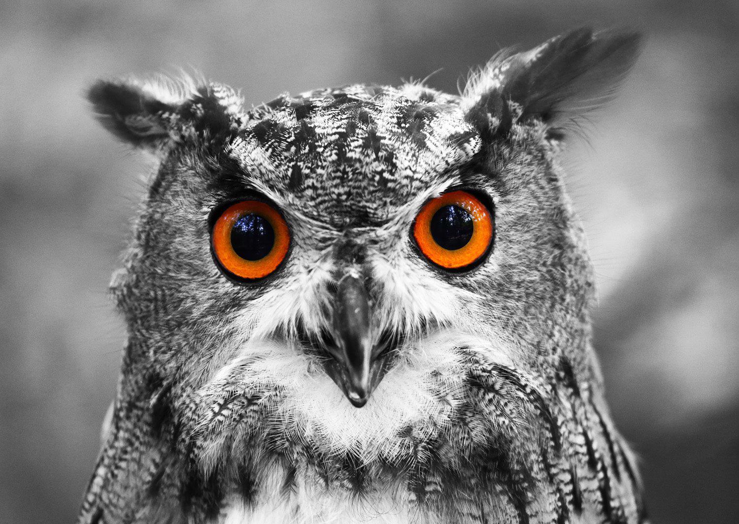 Curious Owl 1000