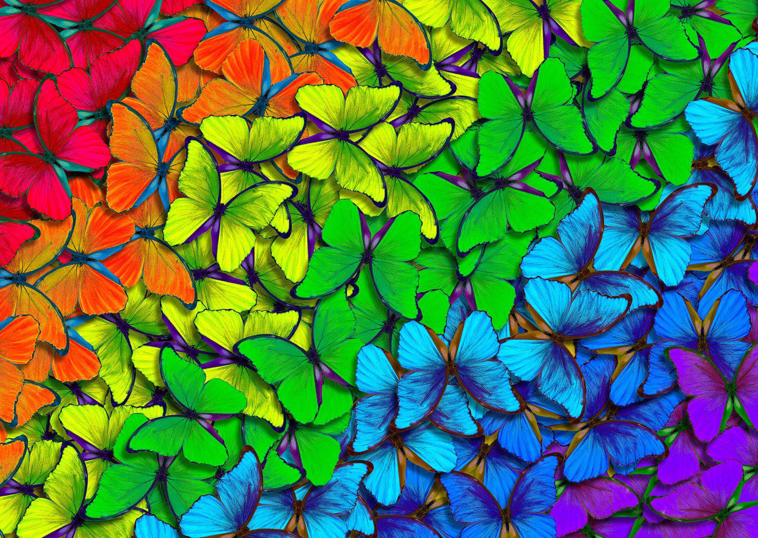 Puzzle borboletas arco-íris