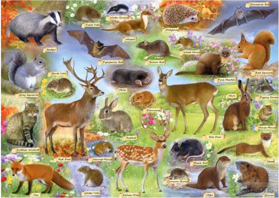 Puzzle Britse dieren in het wild