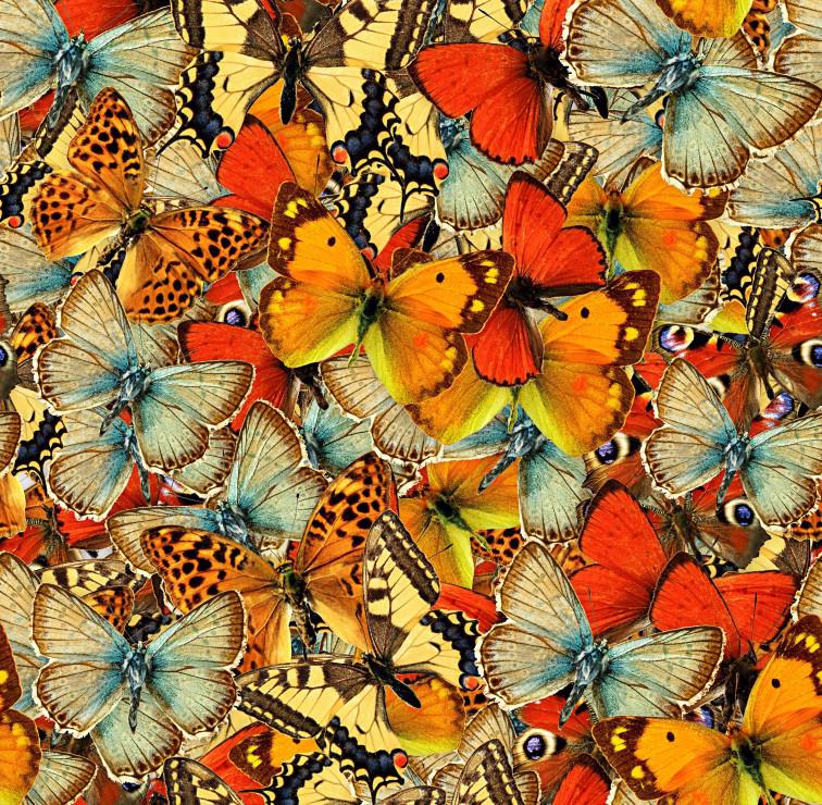 Puzzle Vlinders Vlinders Vlinders!