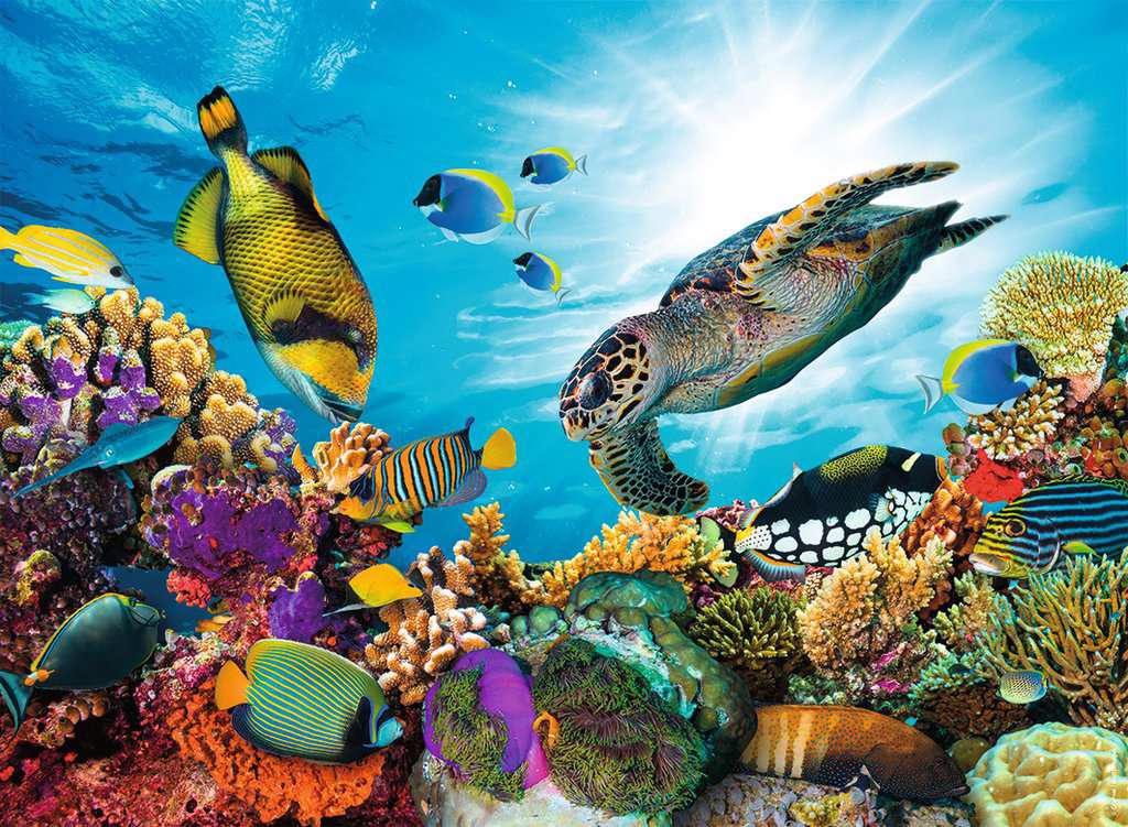 Puzzle Coral reef