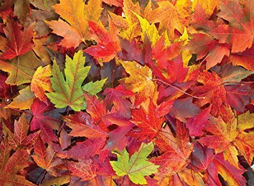 Puzzle Осенние листья 1000
