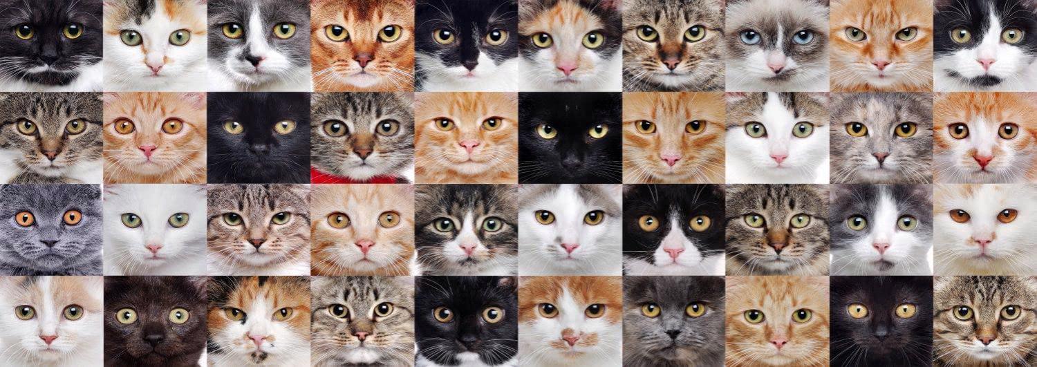 Puzzle Cat Collage-panorama