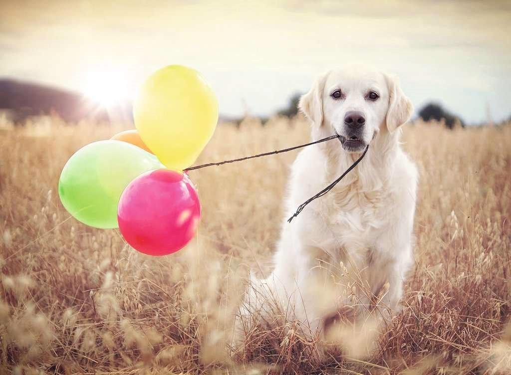 Puzzle Kutya a színes léggömbökkel