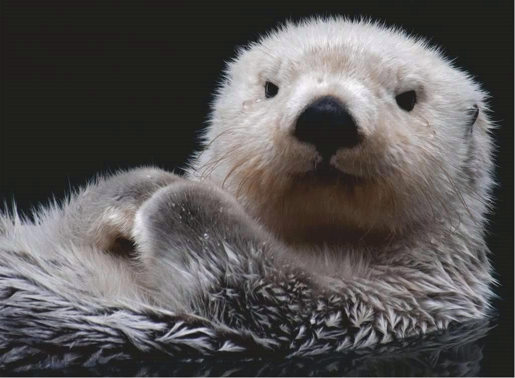 Cute little otter 500