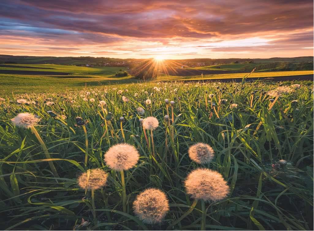 Puzzle Nature Edition: Dandelions in the sunset