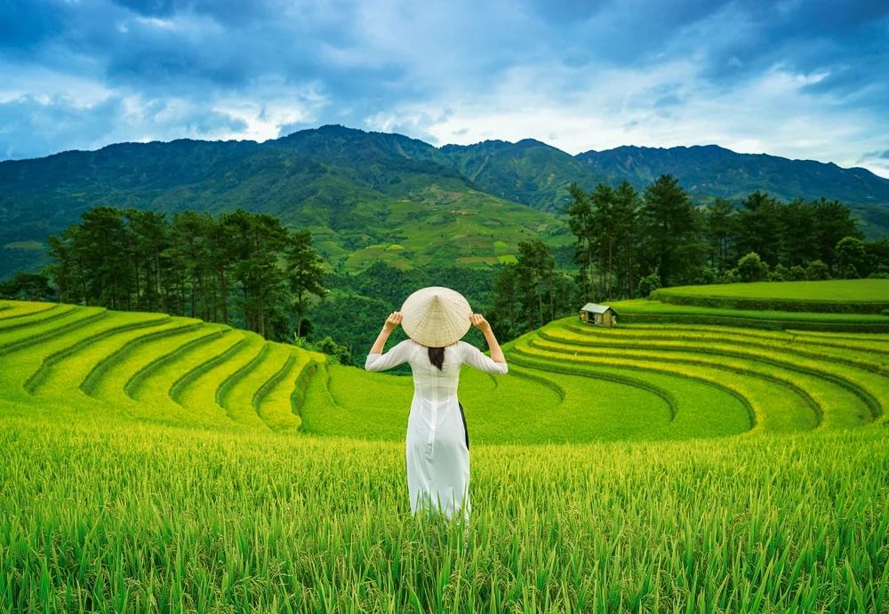 Puzzle Campos de arroz no Vietnã