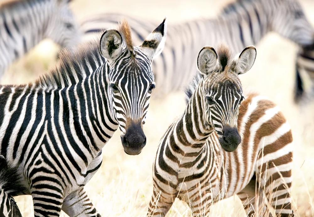 Puzzle Fiatal zebrák