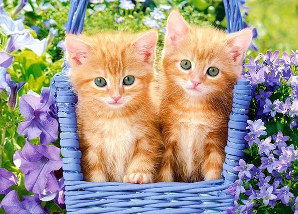 Puzzle Ginger Kittens 60