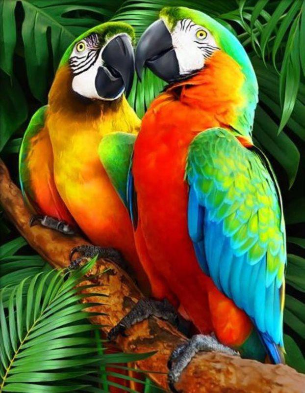 Puzzle Diamantový obraz: Farebné papagáje 30x40cm