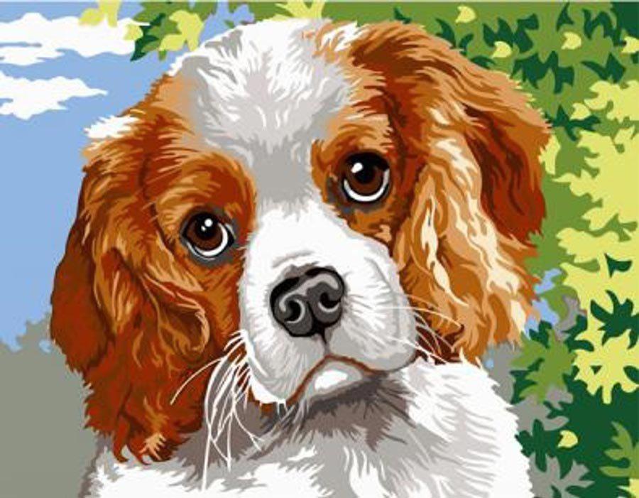 Puzzle Diamantový obraz: Psie oči 30x40cm