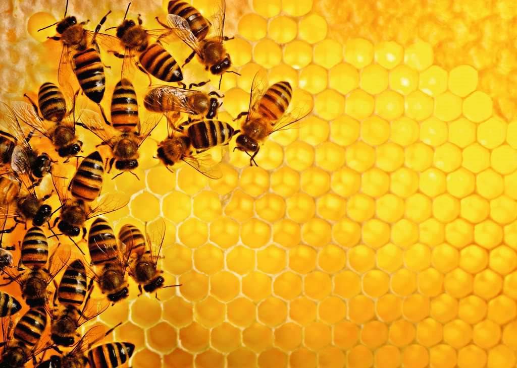 Puzzle Uitdaging: bijen