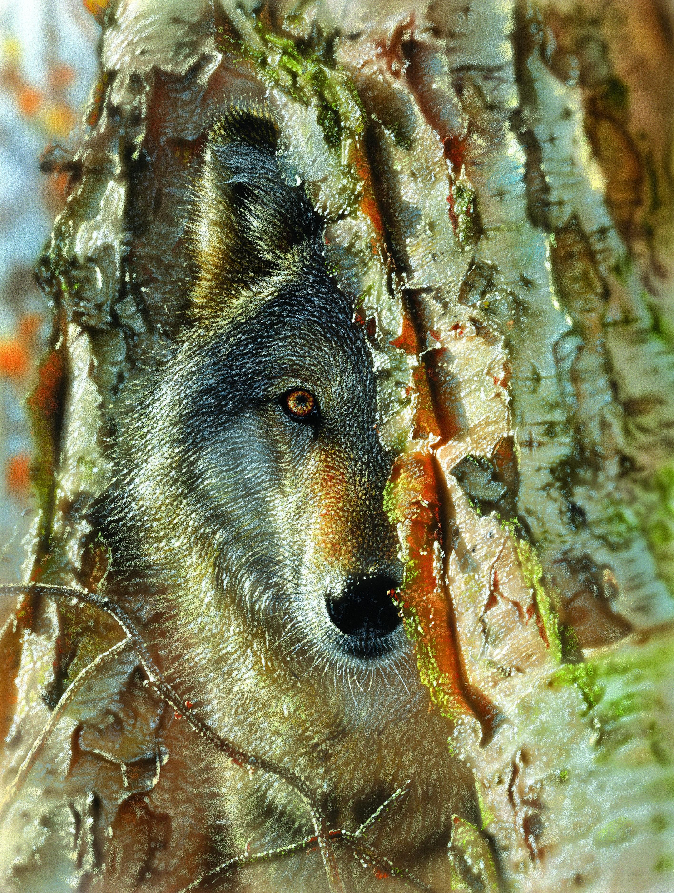 Puzzle Stretnutie vlkov
