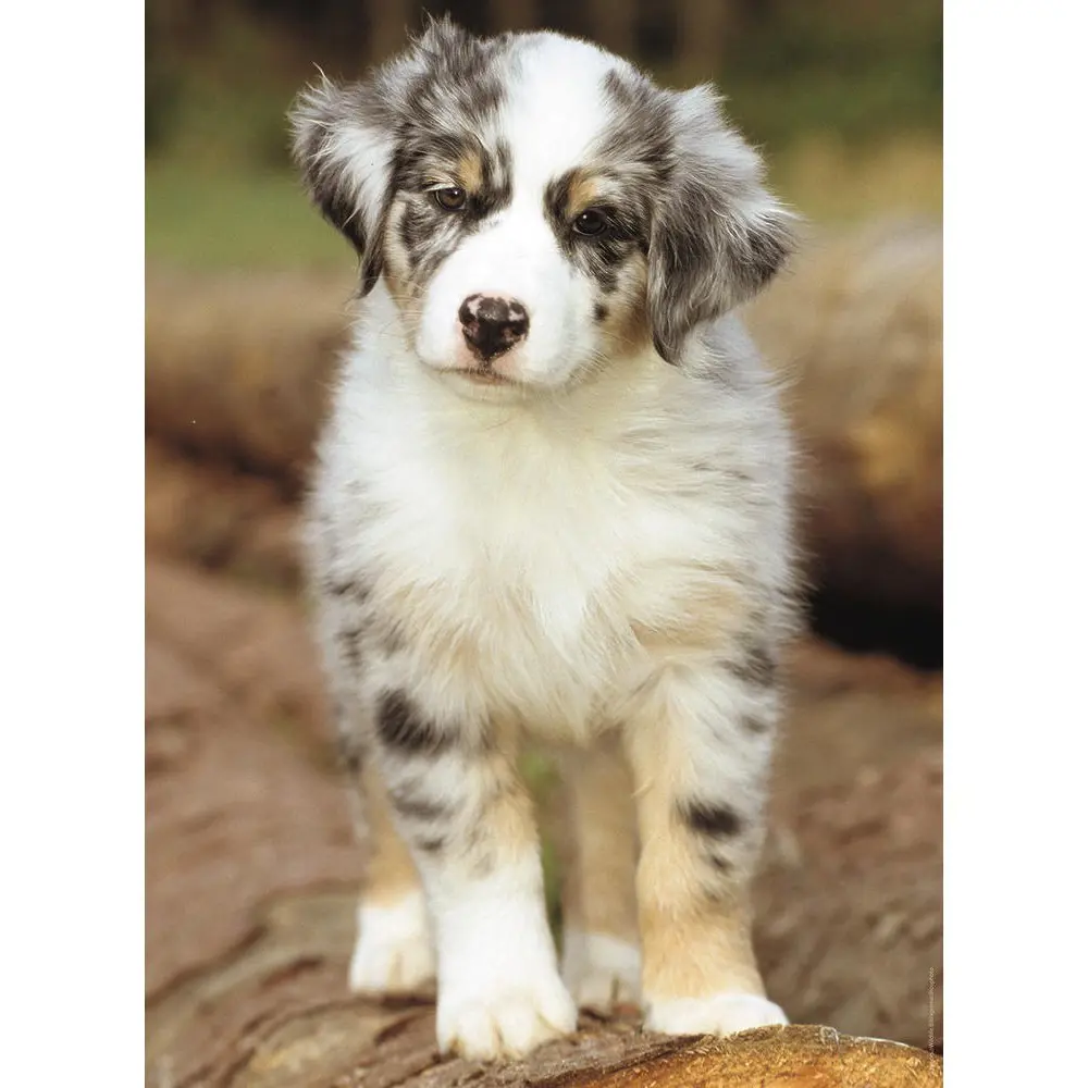 Puzzle Australian Shepherd