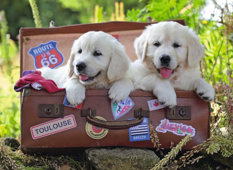 Puzzle Traveling Pups
