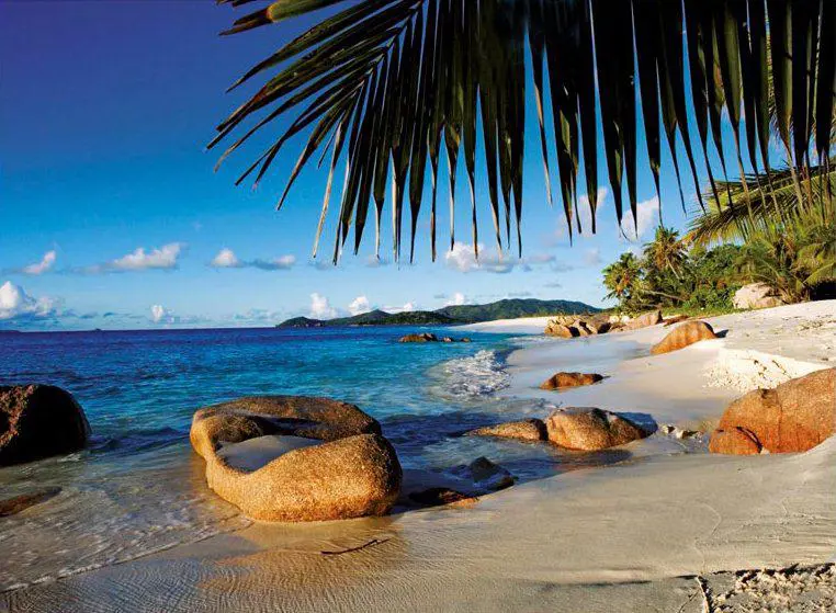 Puzzle Under the Palm Trees