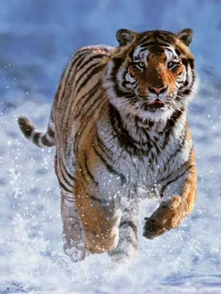 Puzzle Tiger in Winter