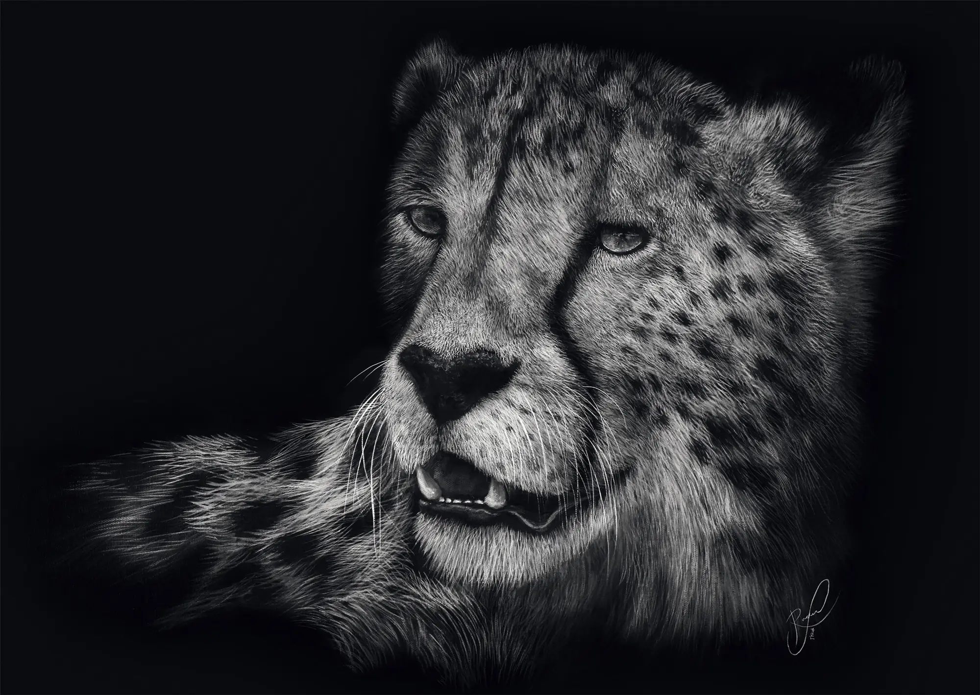 Puzzle Rader: Gepard