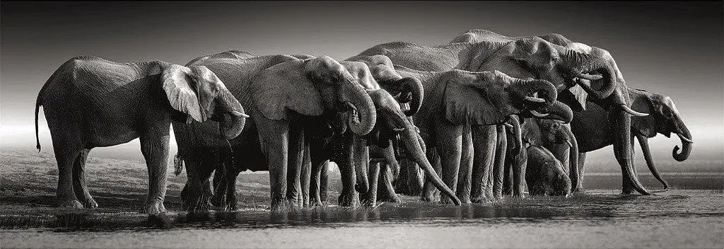 Puzzle Herd of Giants panorama