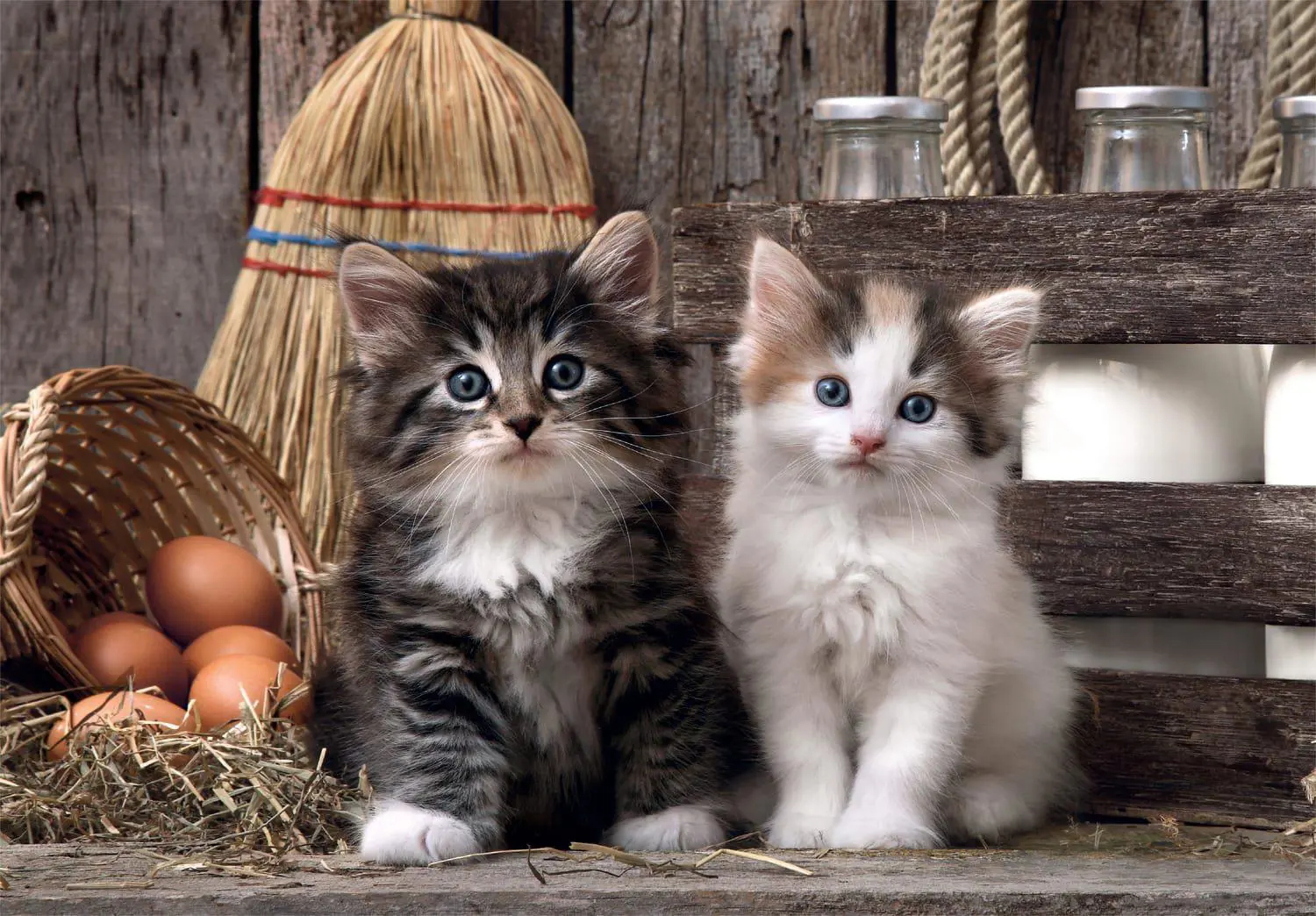 Puzzle Lovely Kittens
