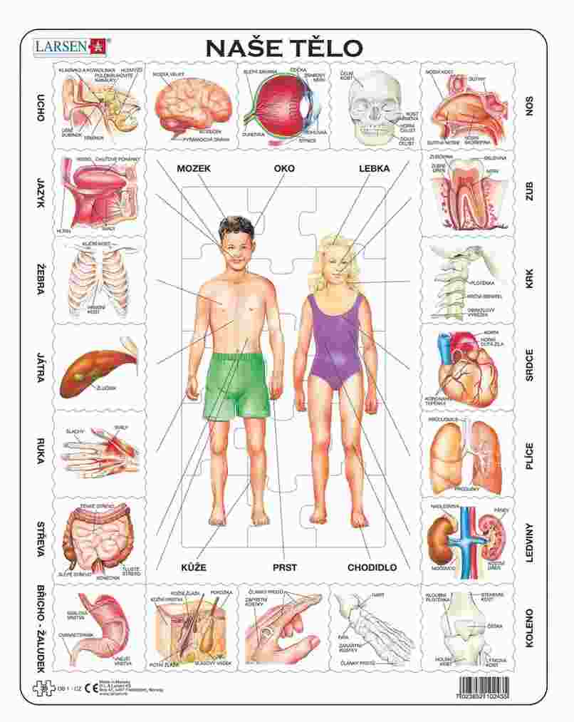 Puzzle Vzdelávacie puzzle: Telo