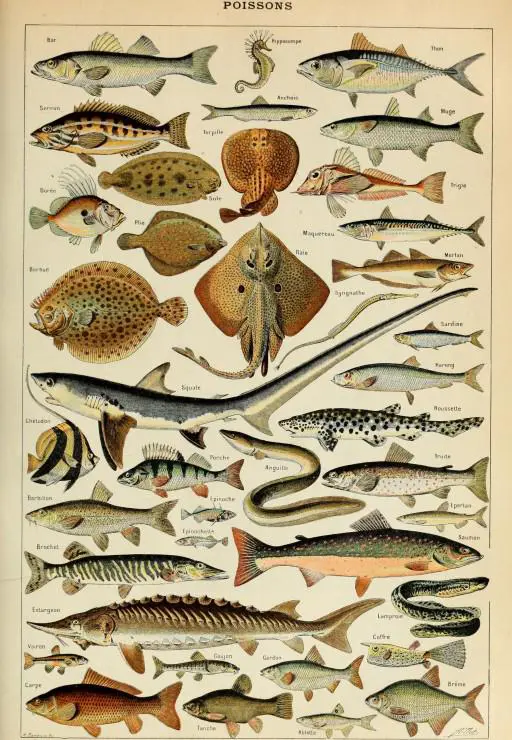 Puzzle Illustration from Larousse pour Tous : Fish