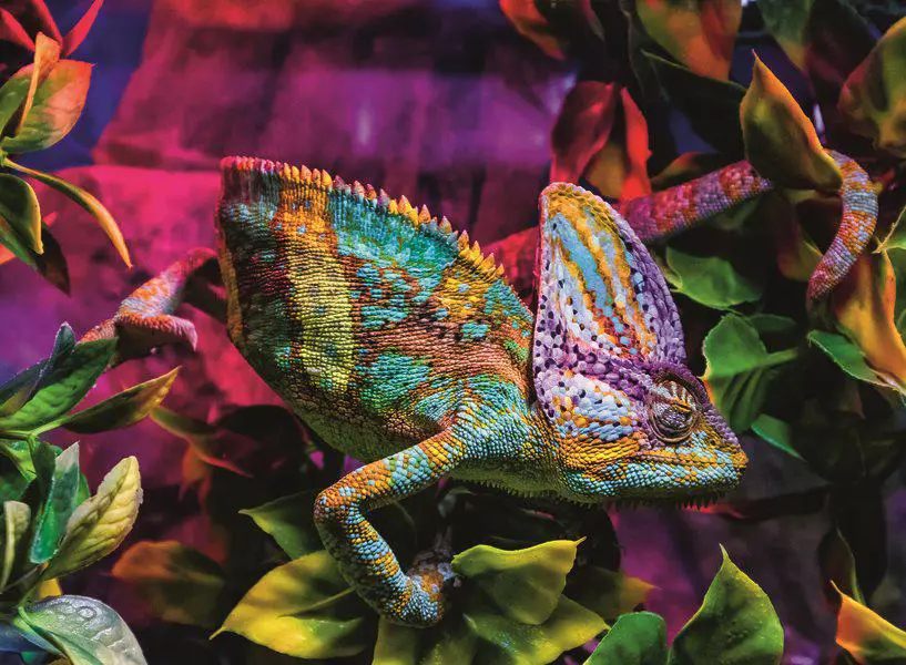 Puzzle Chameleon