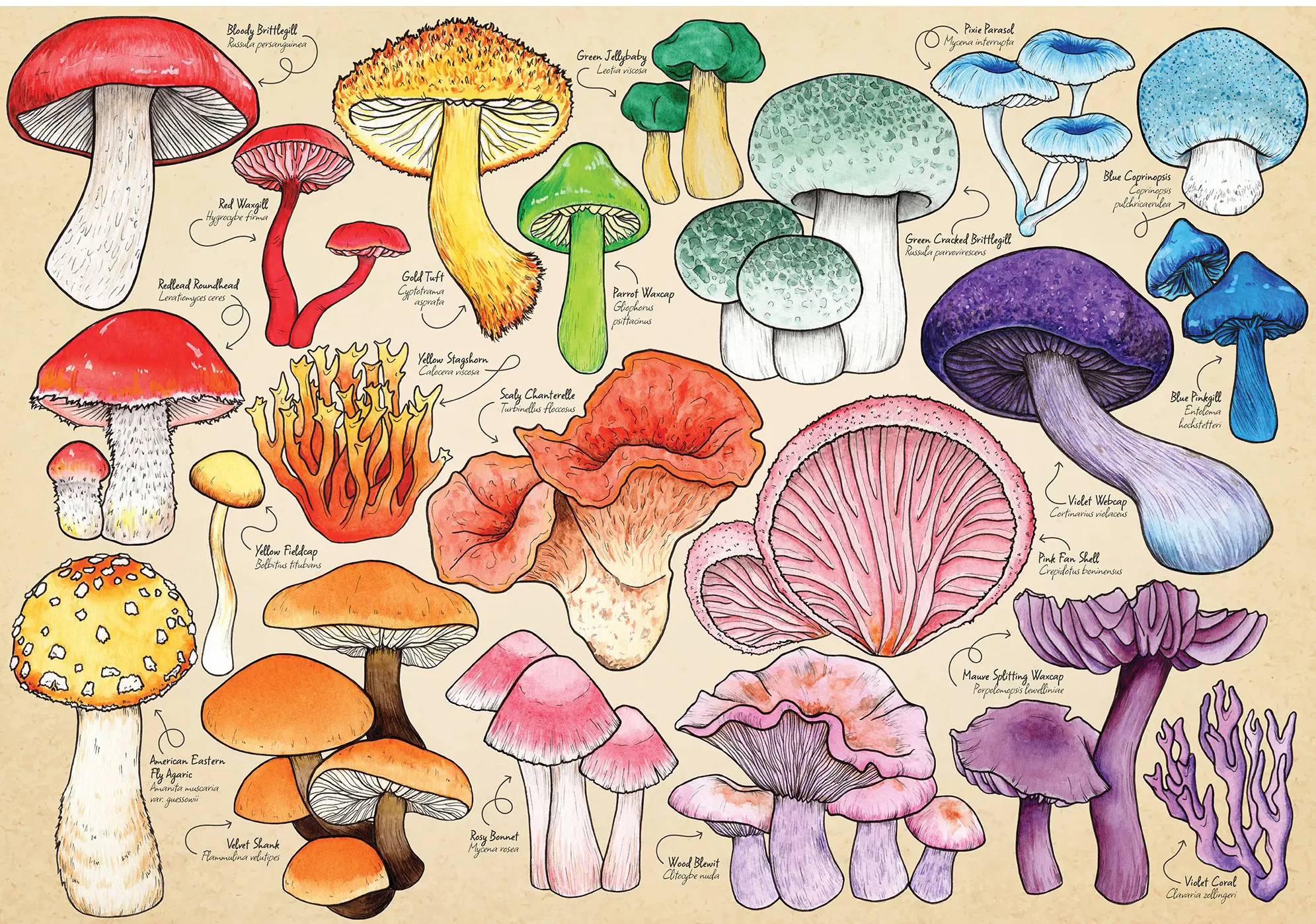 Puzzle Hubová mánia
