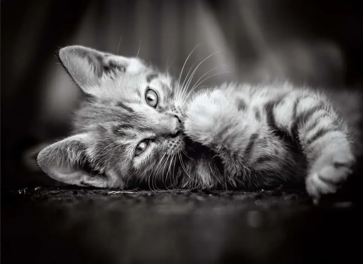 Puzzle Kitty